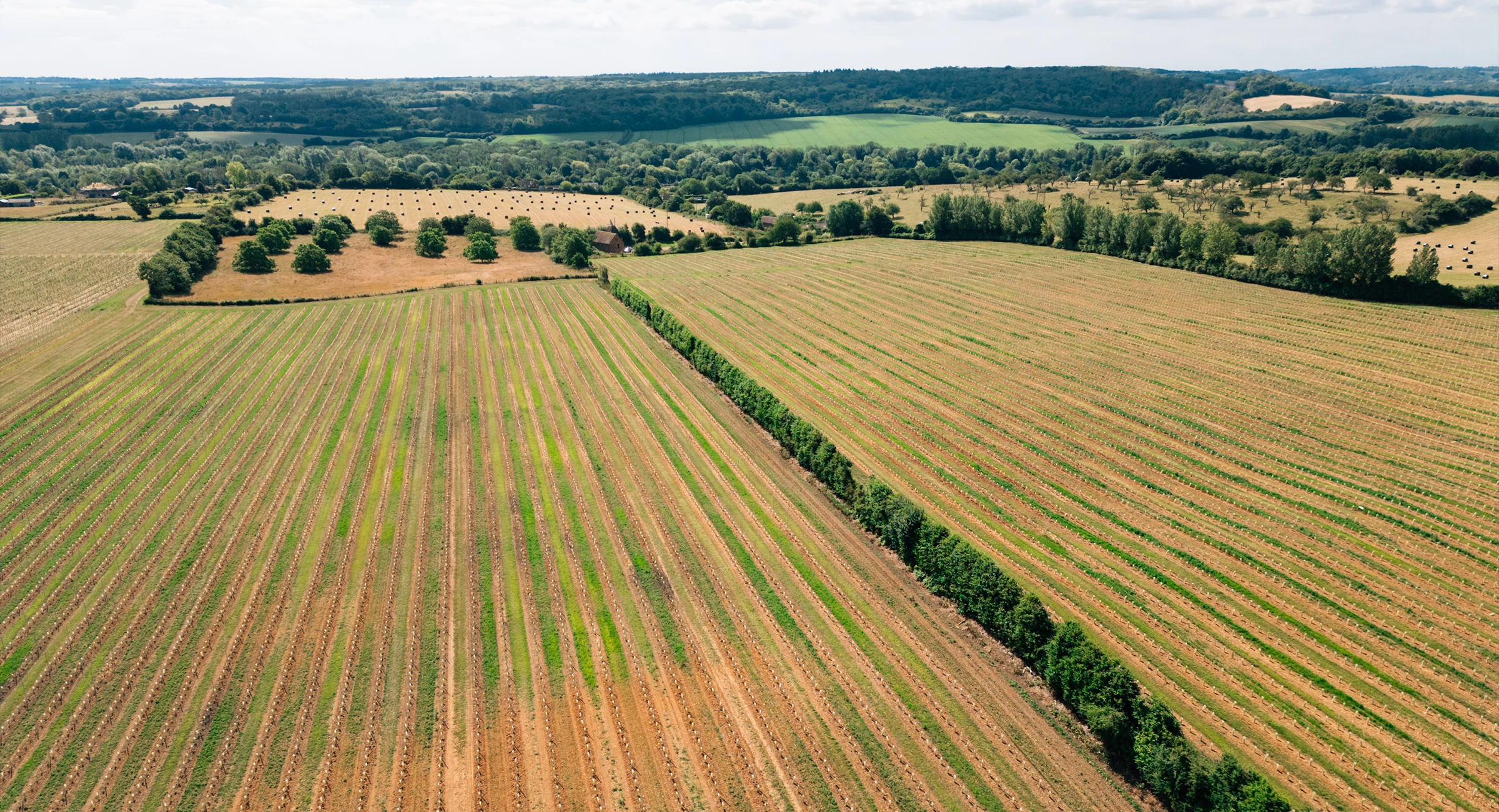 chilham-vineyard-gallery-2