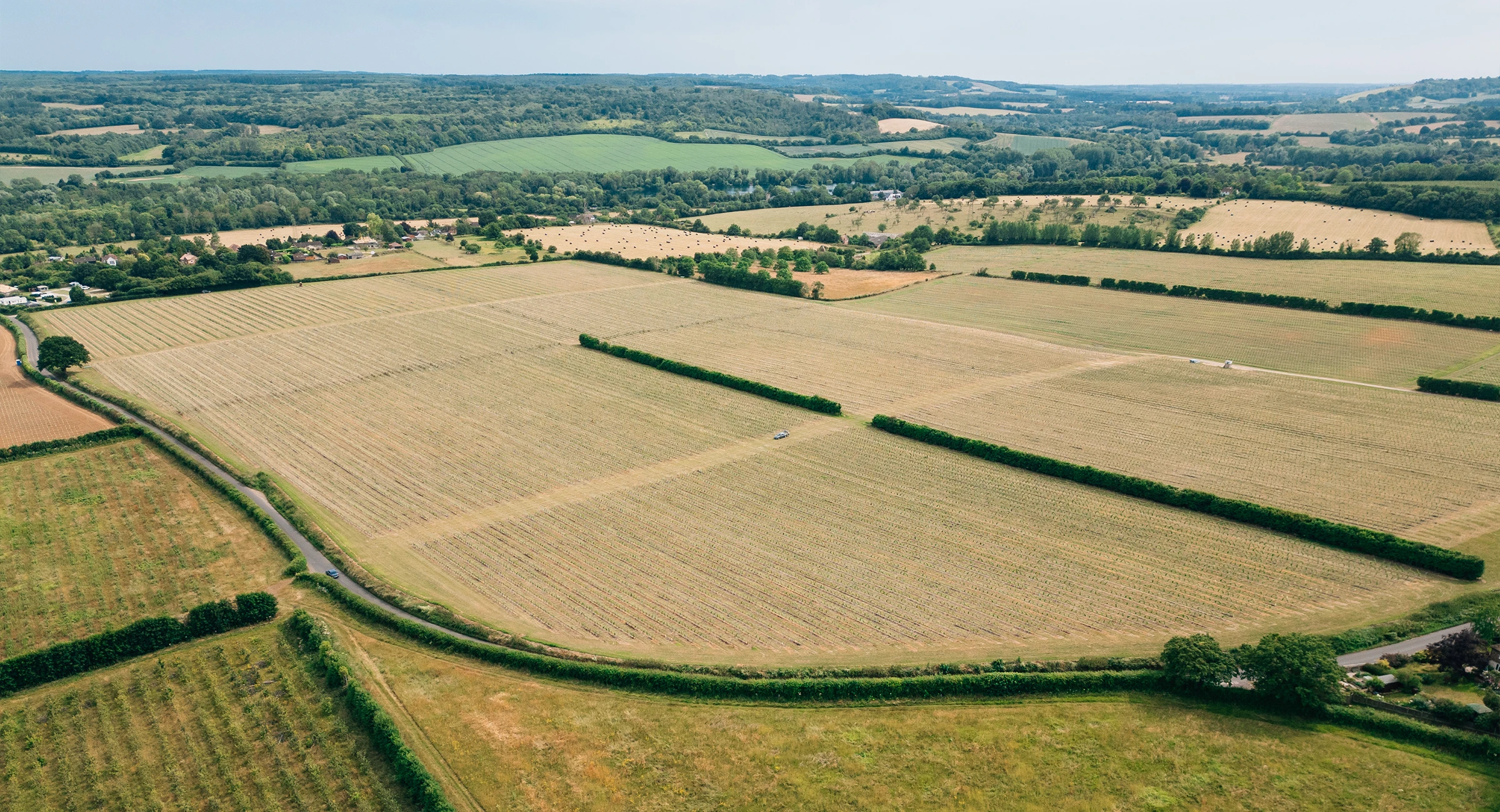 chilham-vineyard-gallery-3