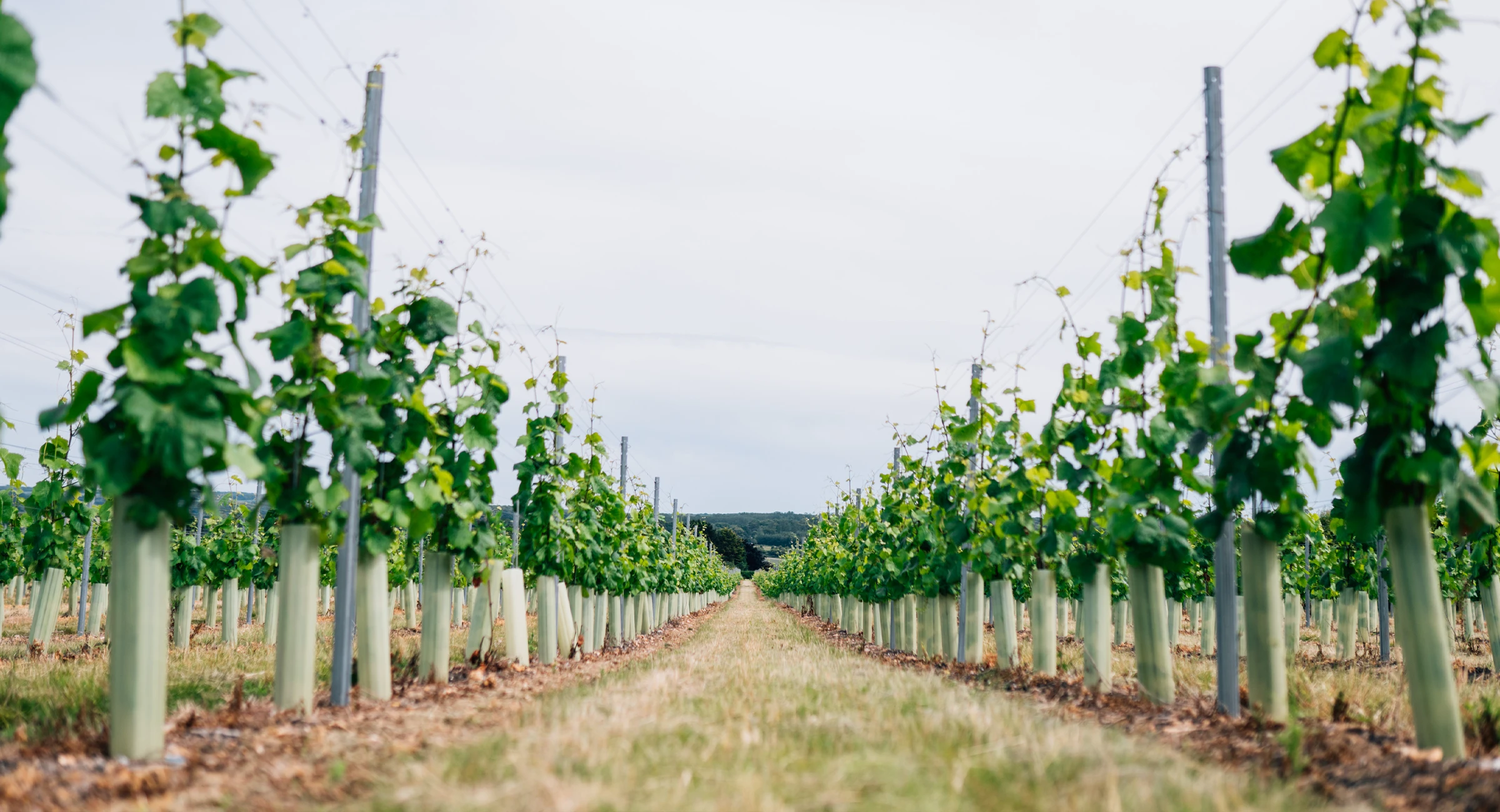 chilham-vineyard-gallery-6